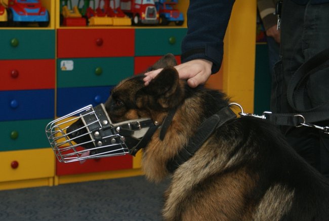 Nietypowi goście w Puchatku