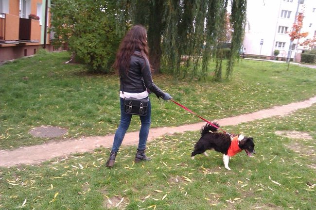 Psy zimą będą najedzone!