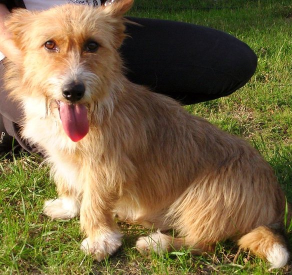 Dziesięć psów szuka domów