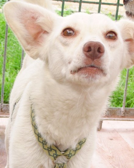 Dziesięć psów szuka domów