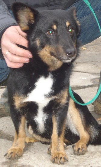 Dziesięć psów szuka domów