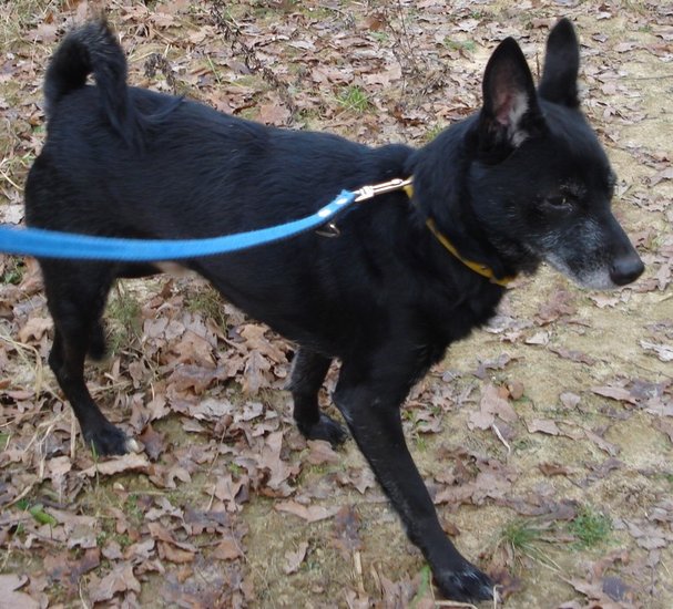 Dziesięć psów szuka domów