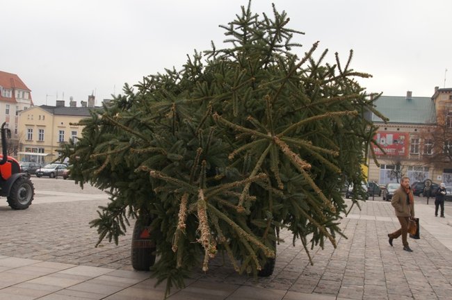 Świecie stroi się na święta