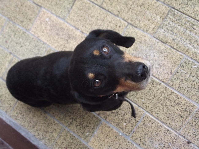 Szukamy właścicieli jamnika