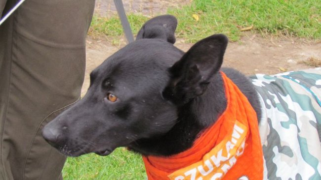 Psy będą miały pełne brzuchy