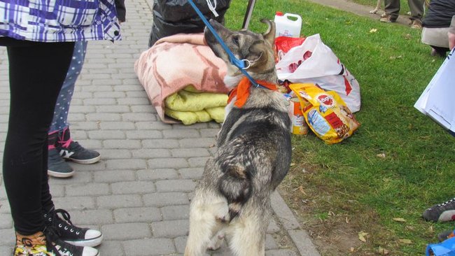 Psy będą miały pełne brzuchy