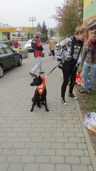 Psy będą miały pełne brzuchy