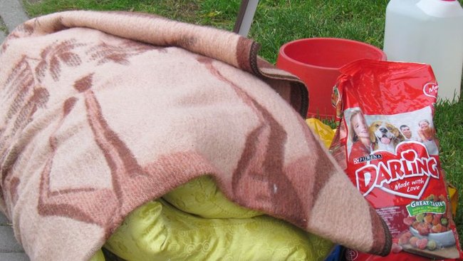 Psy będą miały pełne brzuchy