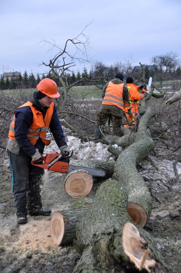 Przycinają konary drzew