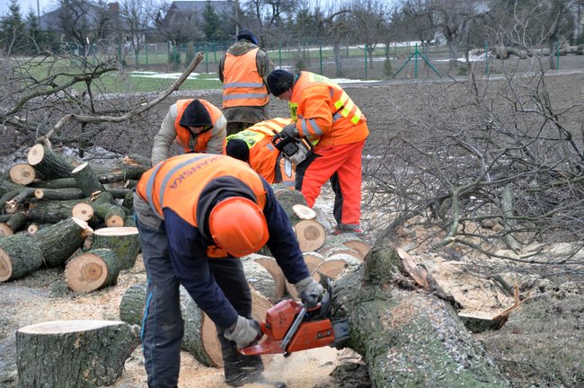 Przycinają konary drzew