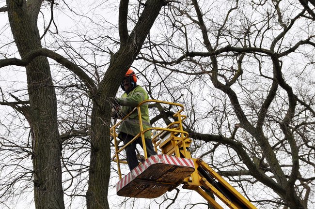 Przycinają konary drzew