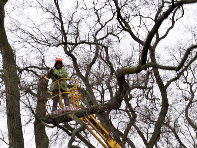 Przycinają konary drzew