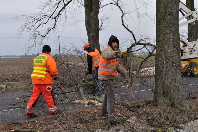 Przycinają konary drzew
