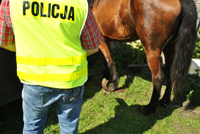 Zaniedbane konie odebrali właścicielowi