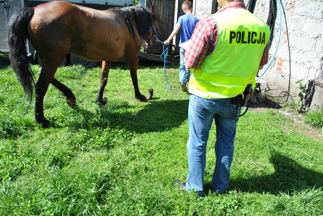 Zaniedbane konie odebrali właścicielowi