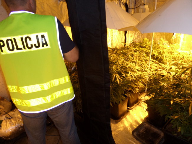 CBŚ zlikwidowało plantację konopi w Konopacie