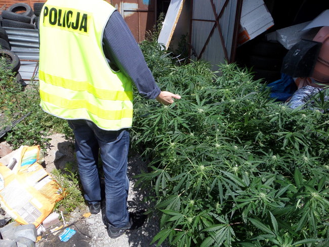 CBŚ zlikwidowało plantację konopi w Konopacie
