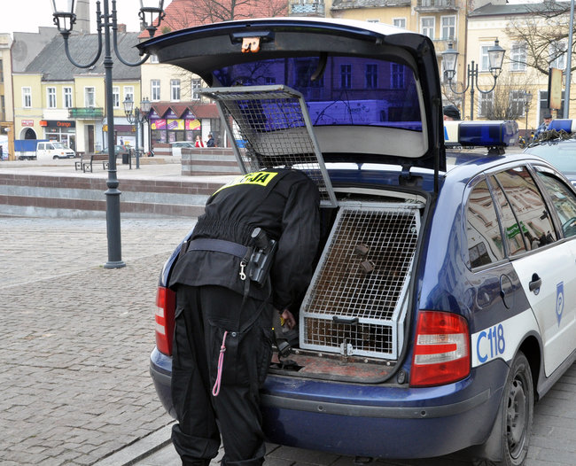 Policjanci z psami znowu szukają zaginionej świecianki