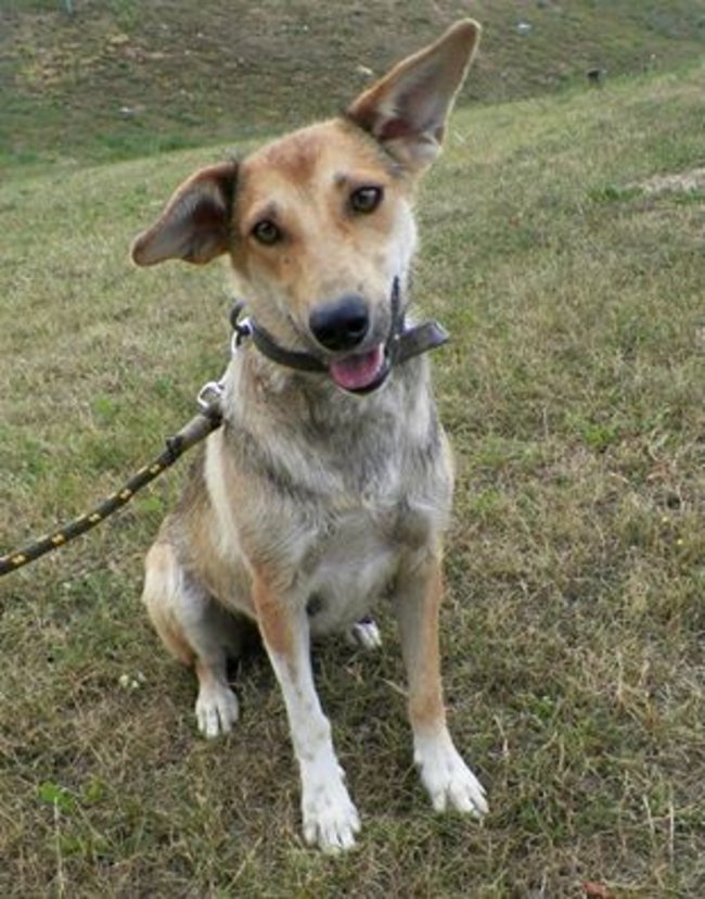 Przygarnij psa ze schroniska