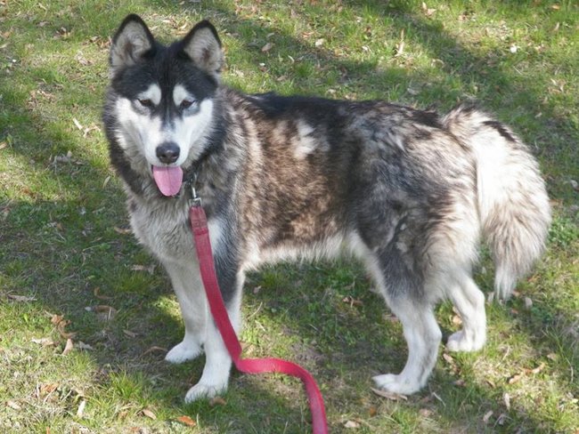 Przygarnij psa ze schroniska