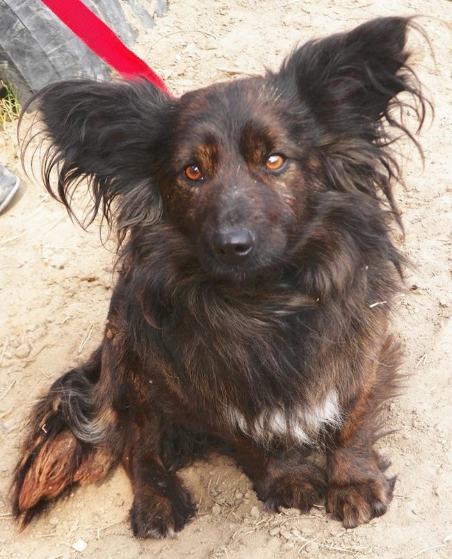 Przygarnij psa ze schroniska