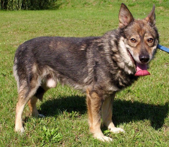 Przygarnij psa ze schroniska