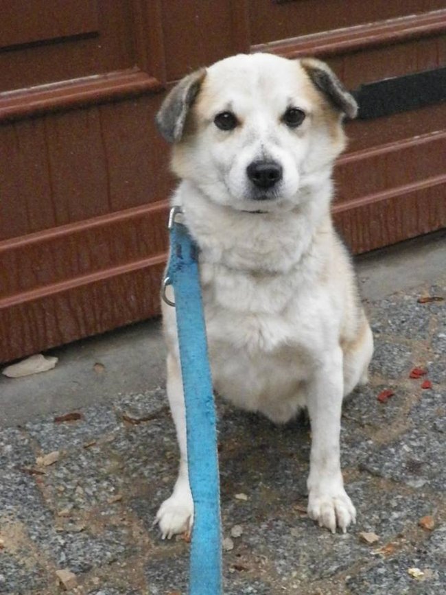 Przygarnij psa ze schroniska