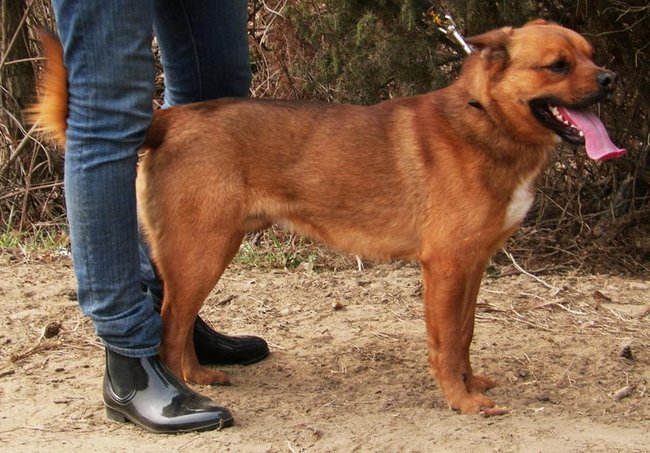 Przygarnij psa ze schroniska