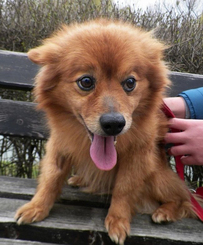 Przygarnij psa ze schroniska