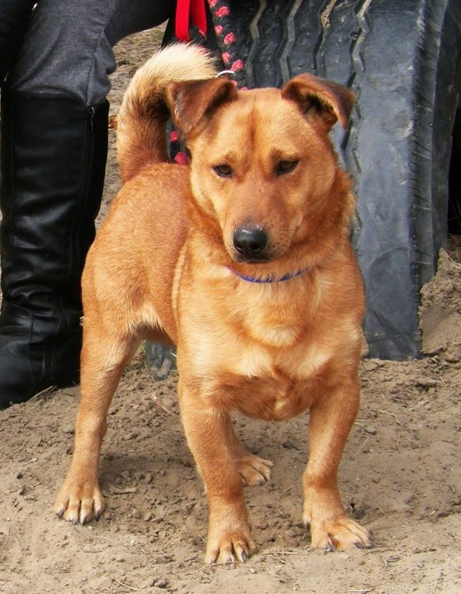 Przygarnij psa ze schroniska