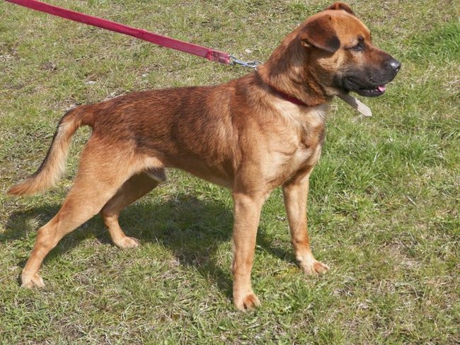 Przygarnij psa ze schroniska