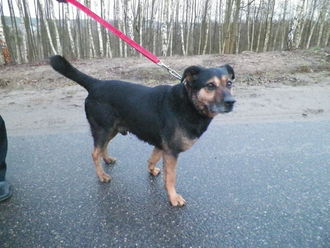 Przygarnij psa ze schroniska