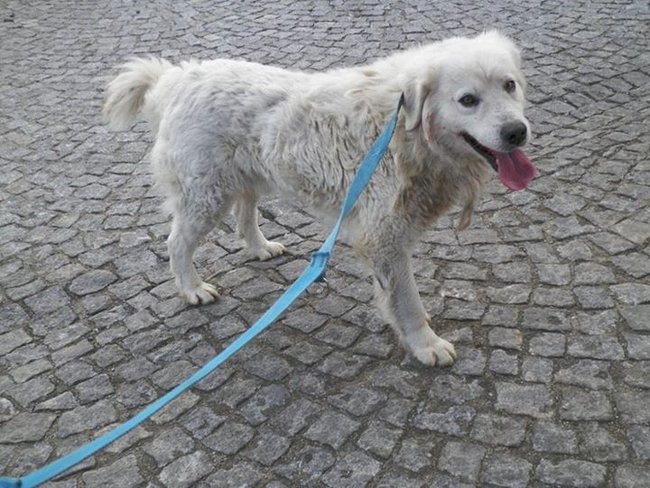 Przygarnij psa ze schroniska