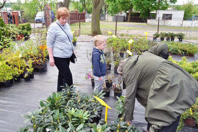 Świecie ma drugi sklep ogrodniczy