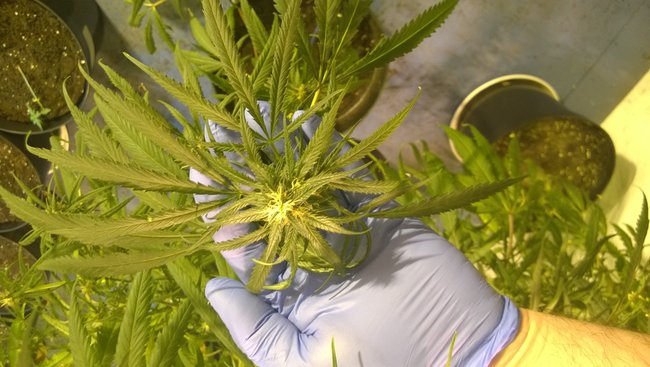 Zlikwidowana plantacja konopi