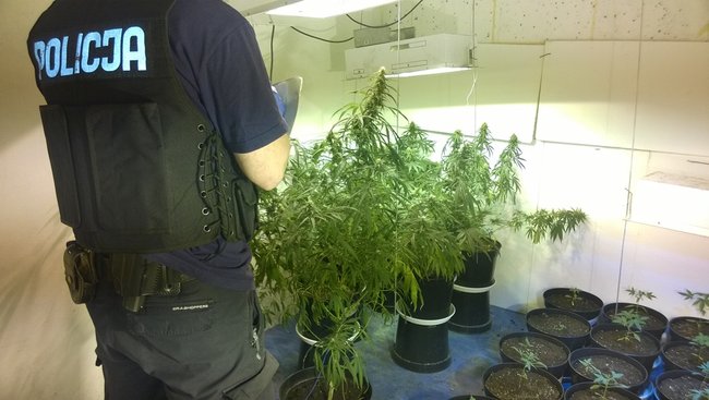 Zlikwidowana plantacja konopi