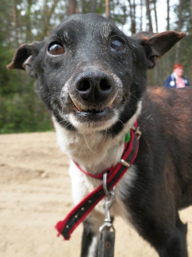 Sprawdź jakie pieski czekają na przygarnięcie