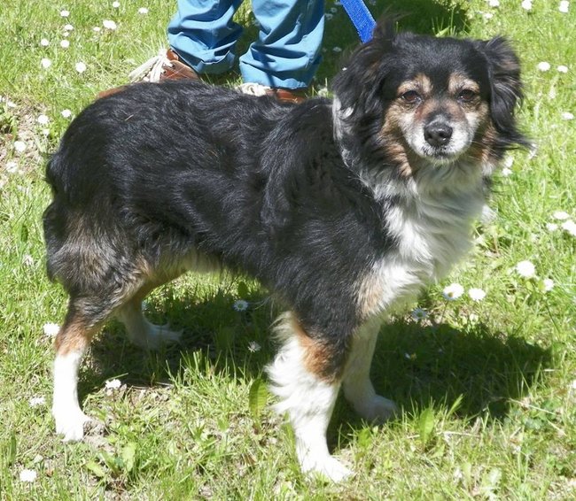 Sprawdź jakie pieski czekają na przygarnięcie