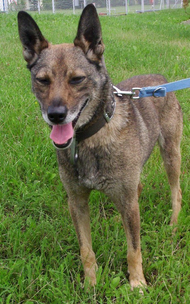 Sprawdź jakie pieski czekają na przygarnięcie