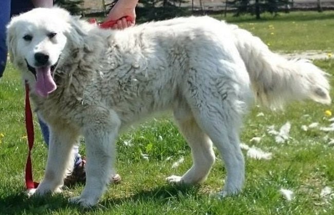 Sprawdź jakie pieski czekają na przygarnięcie