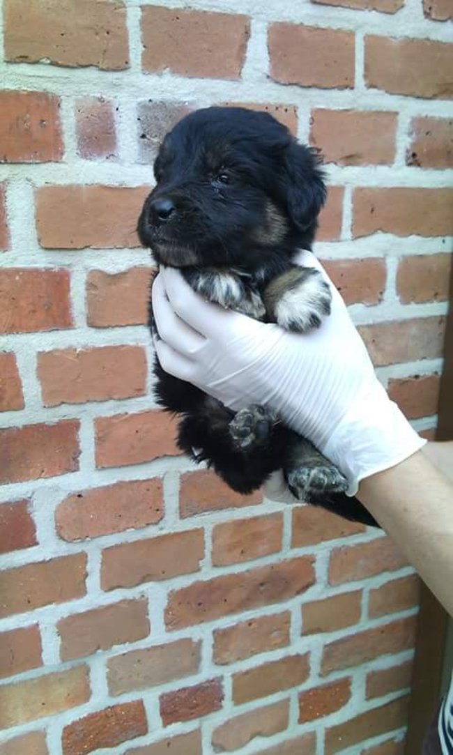 Szczeniaczki szukają domu