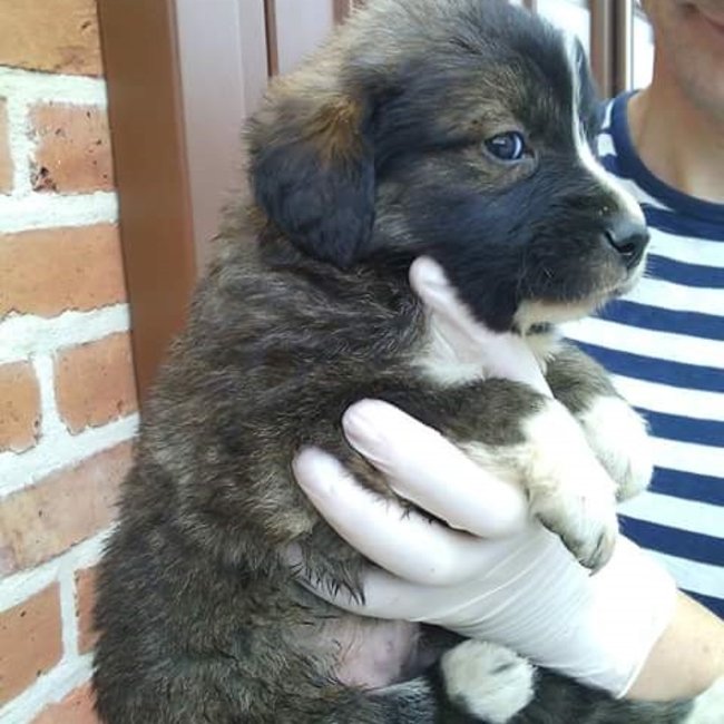 Szczeniaczki szukają domu