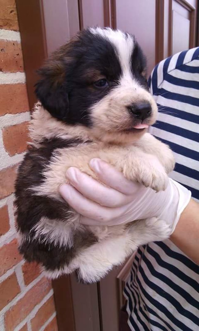 Szczeniaczki szukają domu