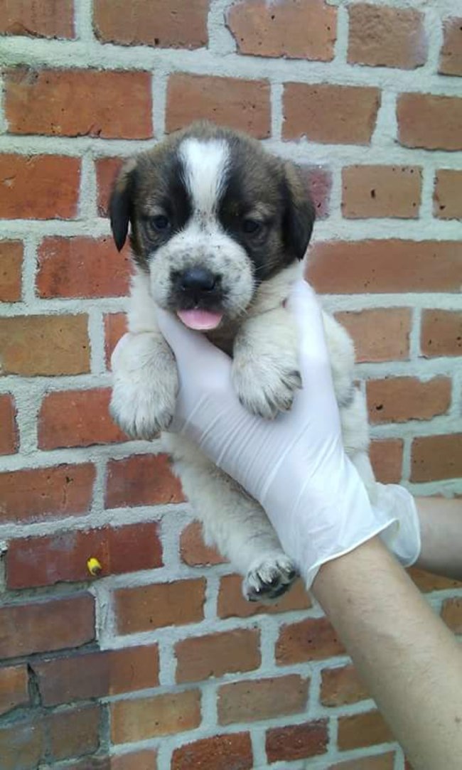 Szczeniaczki szukają domu