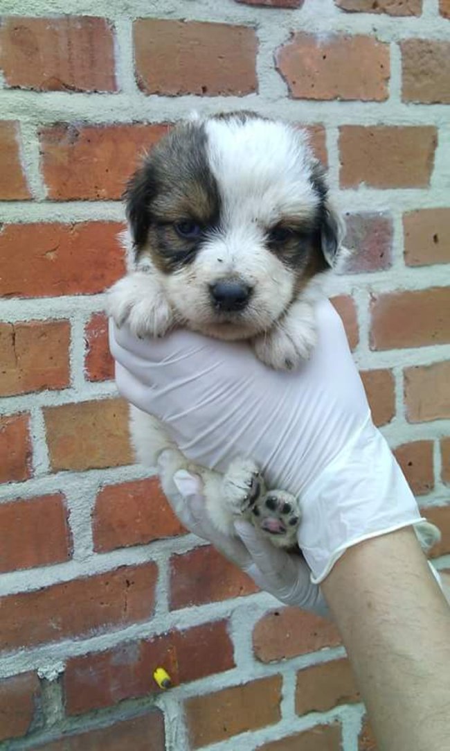 Szczeniaczki szukają domu