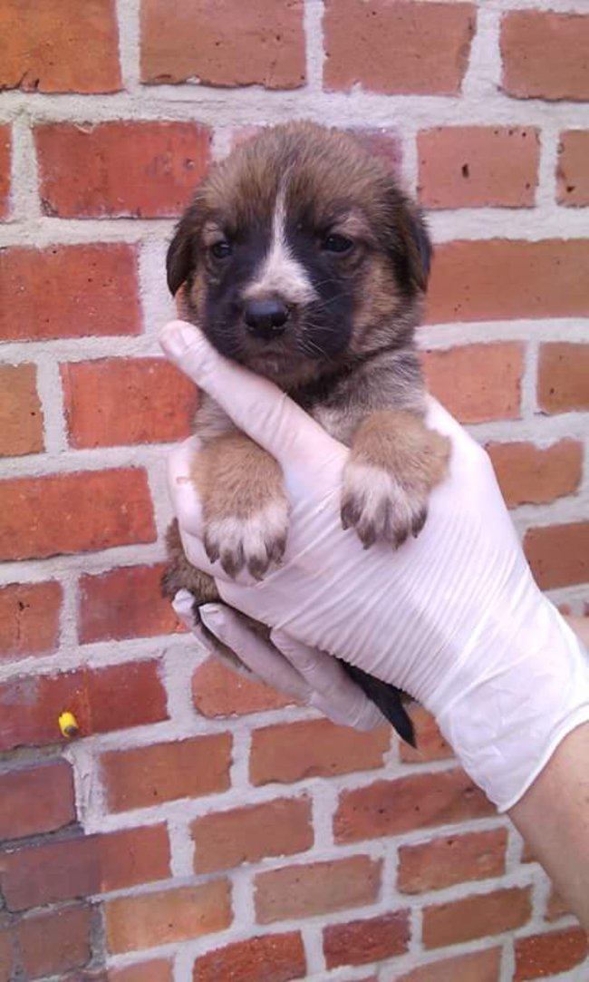 Szczeniaczki szukają domu