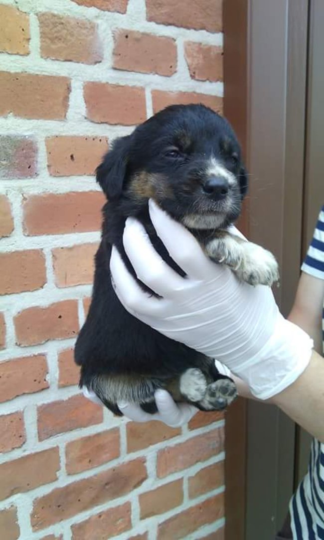 Szczeniaczki szukają domu