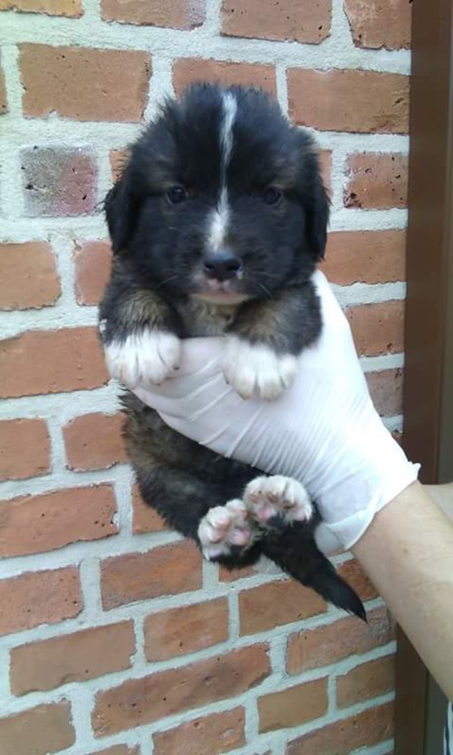 Szczeniaczki szukają domu