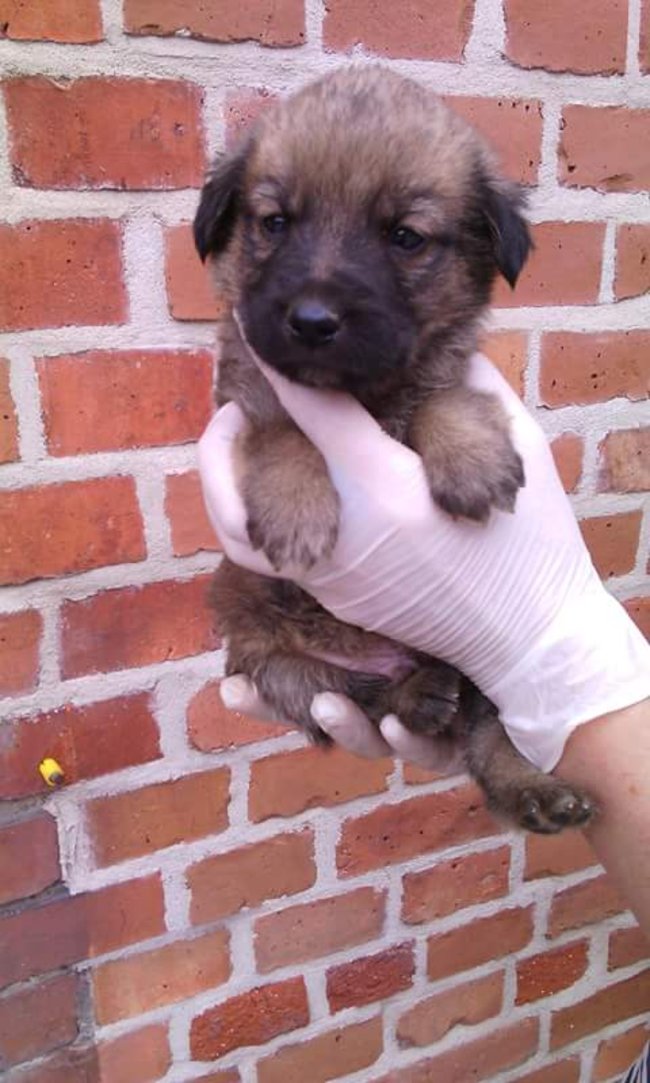 Szczeniaczki szukają domu