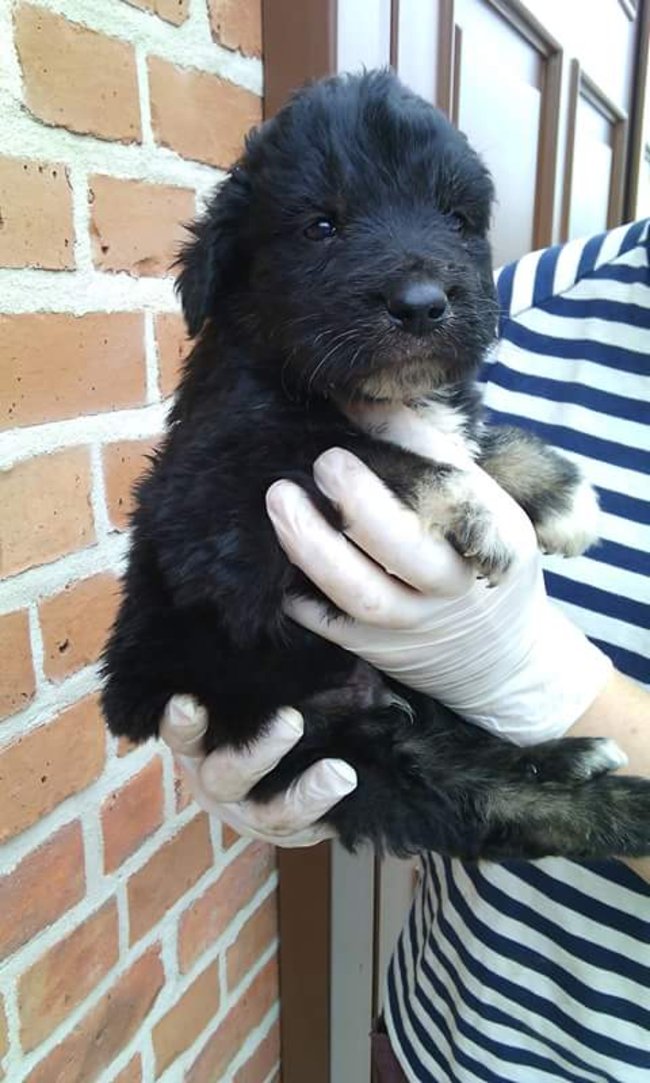 Szczeniaczki szukają domu